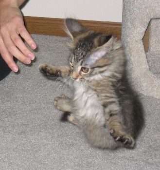 http://www.withoutbound.net/kittens/2004_11_25/tig.jpg